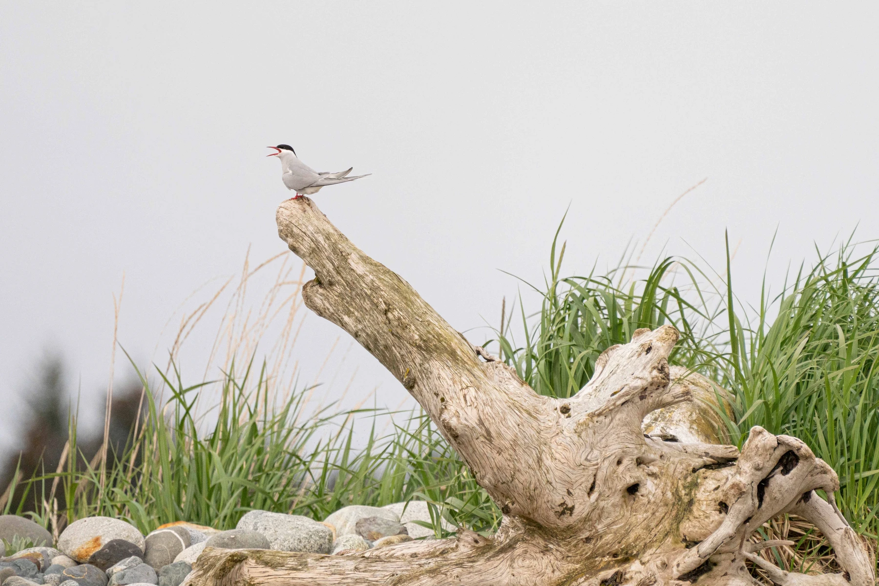 At Alaska’s Yakutat Tern Festival, Seabirds and Local Culture Soar